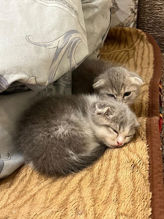 Отдам котят в добрые руки.