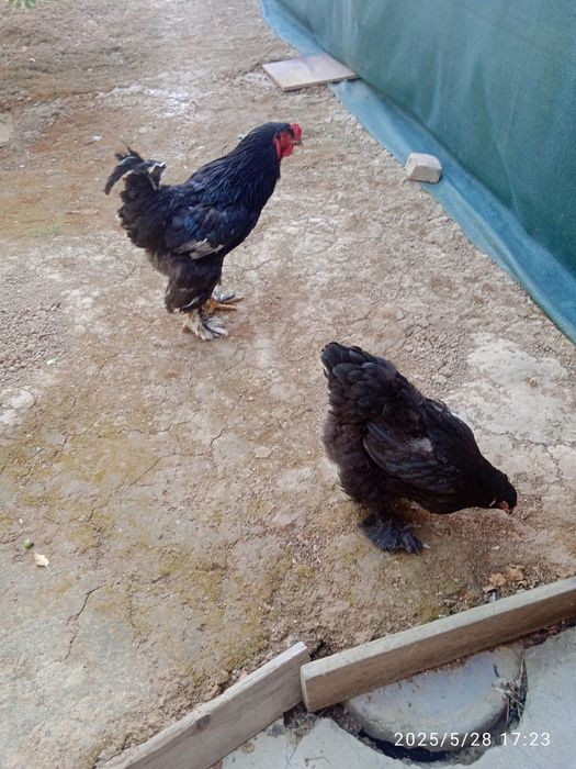 4 ta brama tovuq xorozlar sotiladi 1yosh tuhumda