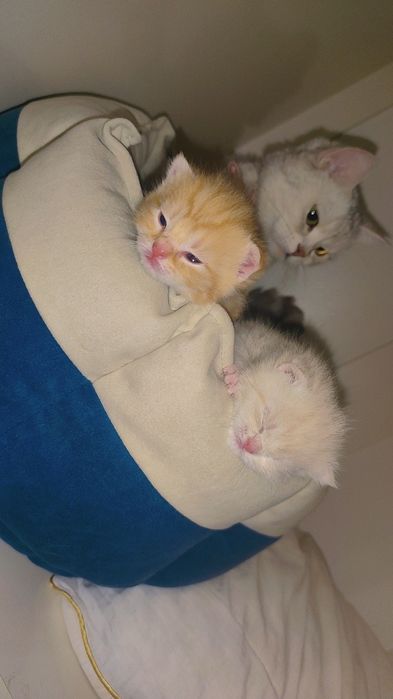 BRON. Skotish fold skotish straight britan