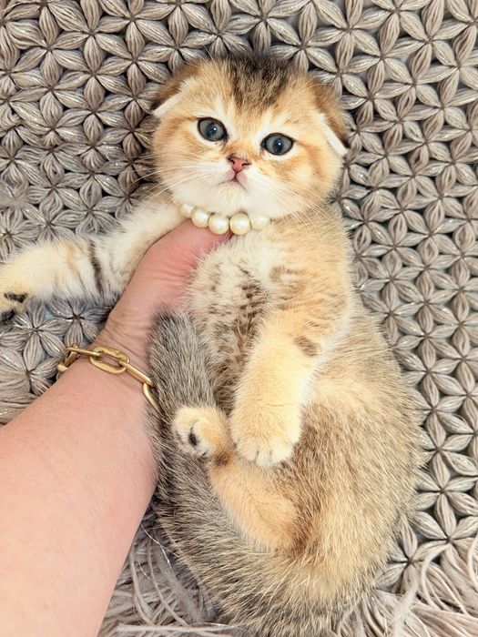 Котята чистокровные