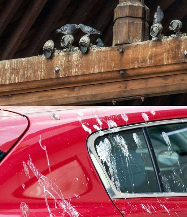 Кушларга карши гель.