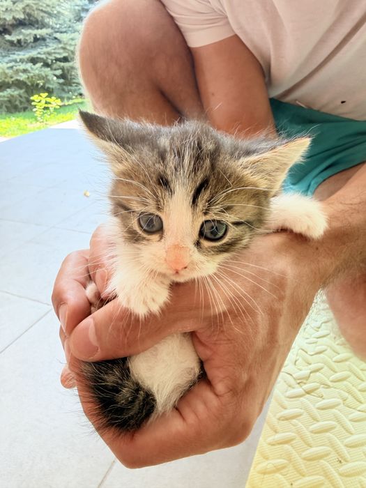 Котята беслатно, 2 месяца