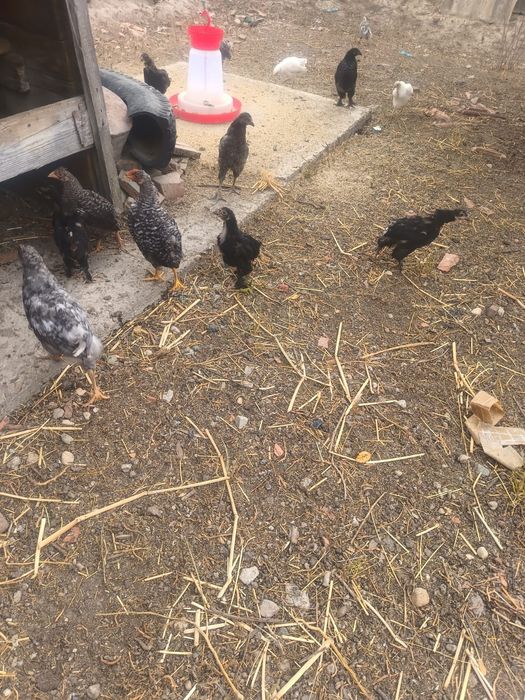 Pui de găină de vânzare