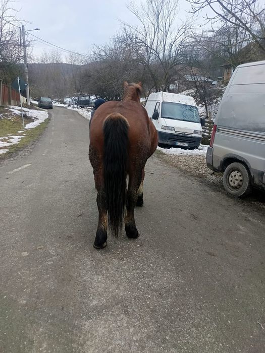 Vând sau schimb cu vaci sau juninci