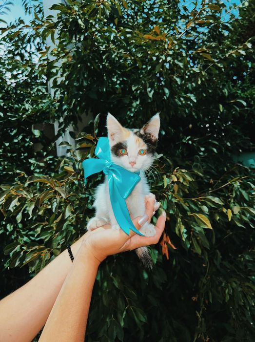 Домашние маленькие котята
