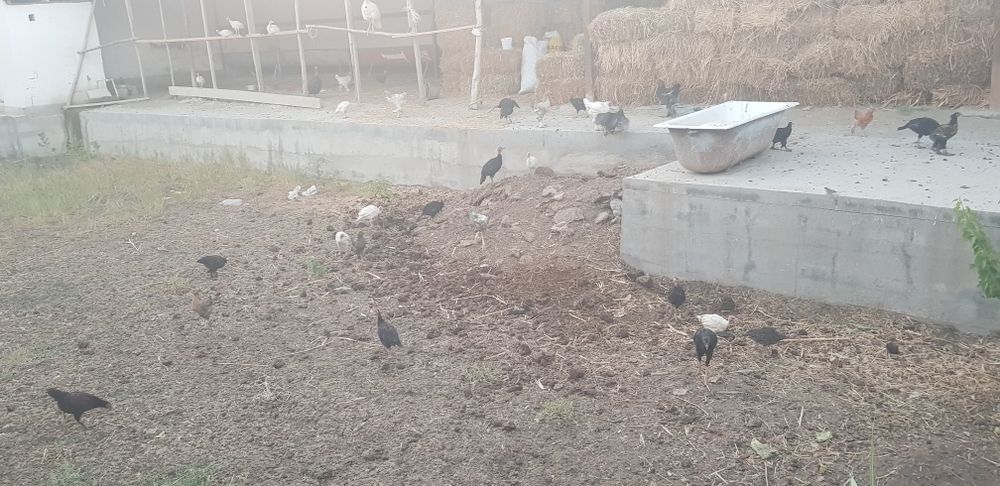 Samsun S8 kurkalar