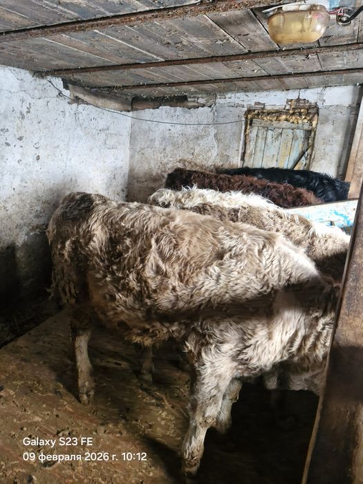 Продам быка Аулеколь