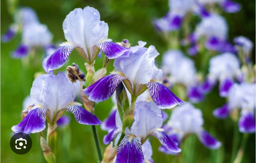 Цветы садовые многолетние