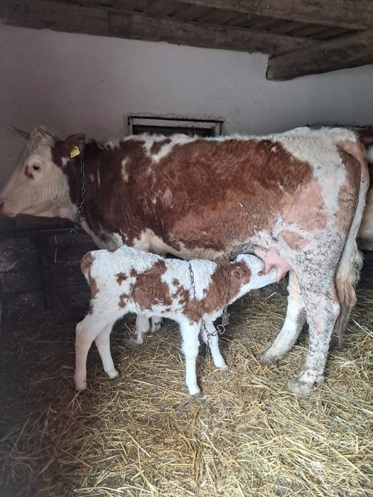 Vaca la a doua fatare și juninca