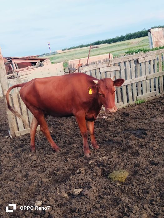 Продам молодняк 16 голов