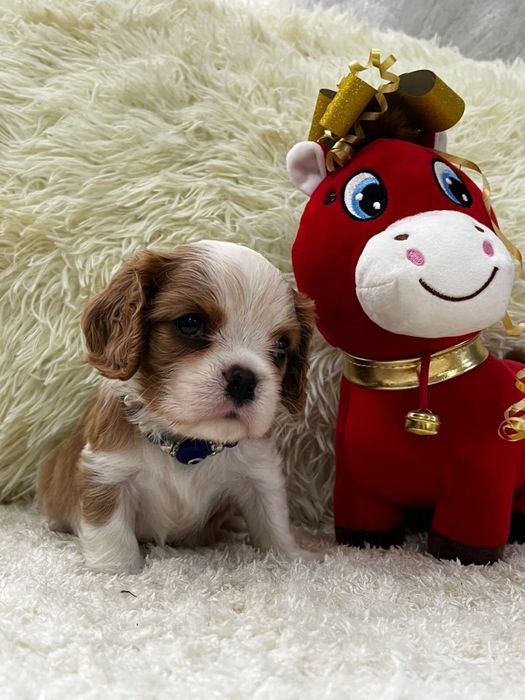 Щенки ковалер кинг чарльз