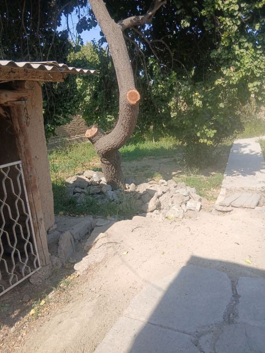 Ховли нарпай центрда  навоида 10.3 sutik