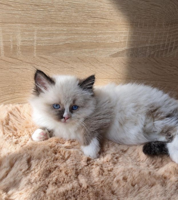 Рагдол Регдол Ragdoll