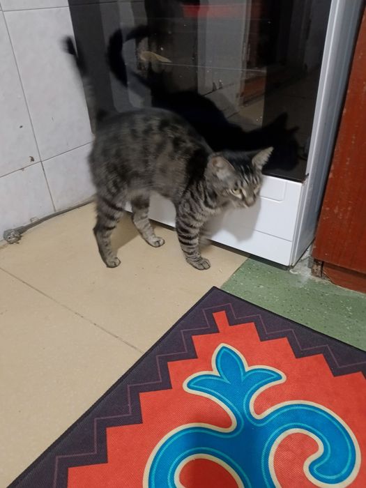 Отдам даром кошку