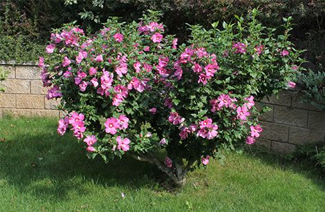 Хибискус дърво височина от 30 до 50 см