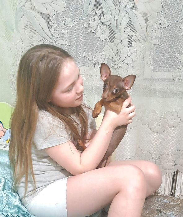 Малышь мини той терьера мальчик