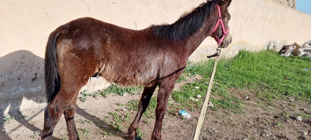 8 oylik toycha sotiladi