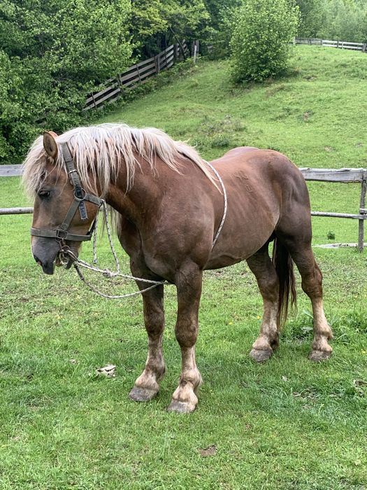 Vand armasar  de 4,5 ani