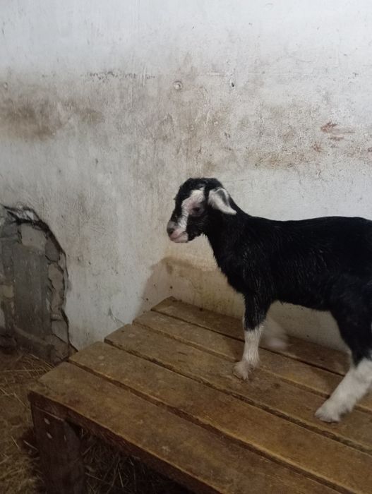 Продам козлят альпо - нубийцев