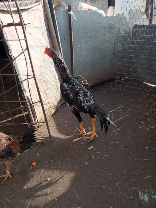 Яйцо байцовые по