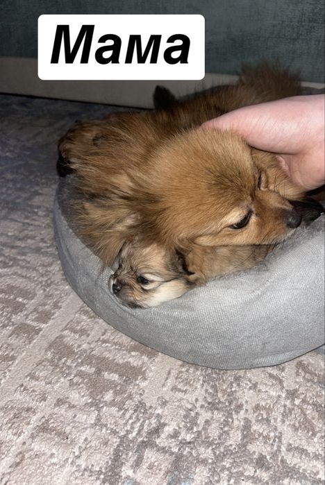 Бронь на померанского шпица