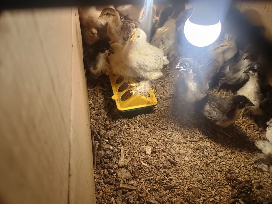 Puișori brahma herminat