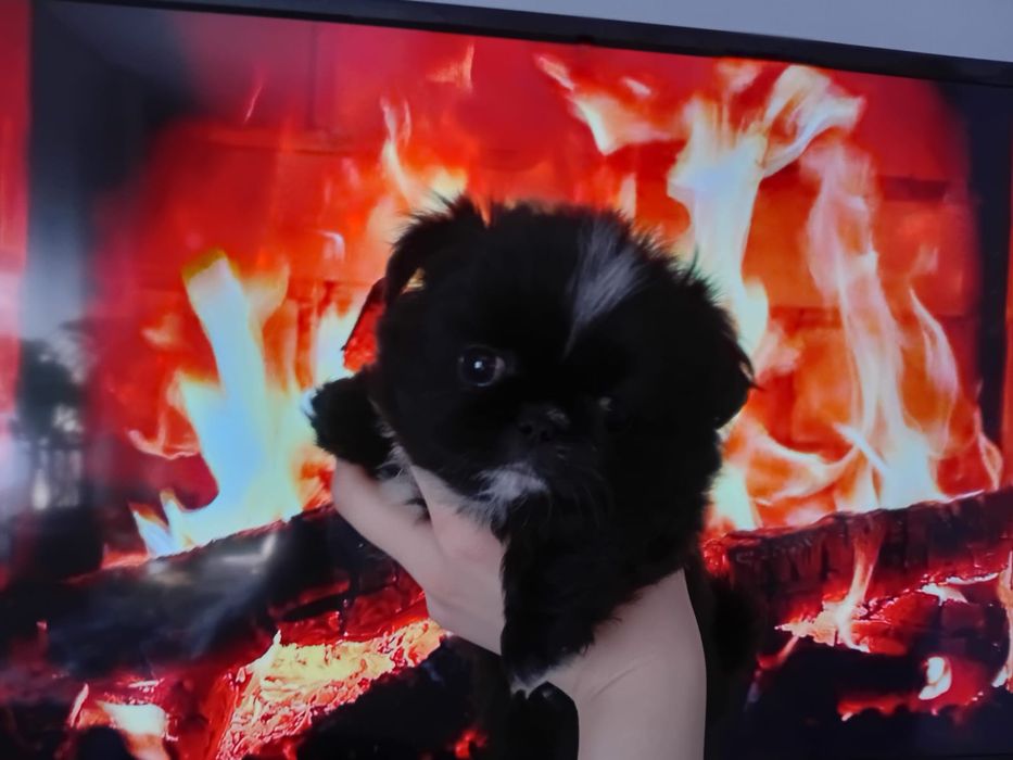 Щенок пекинеса Алматы