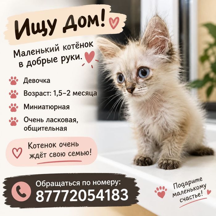 Котенок девочка в добрые руки
