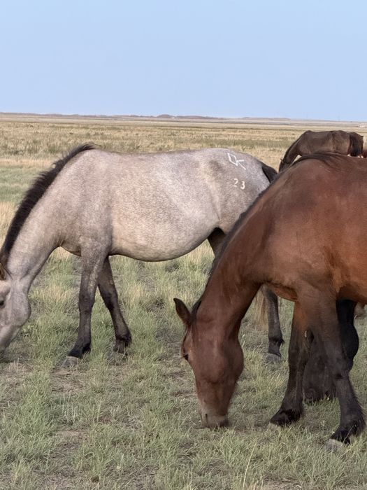 Продам лошадь байтал