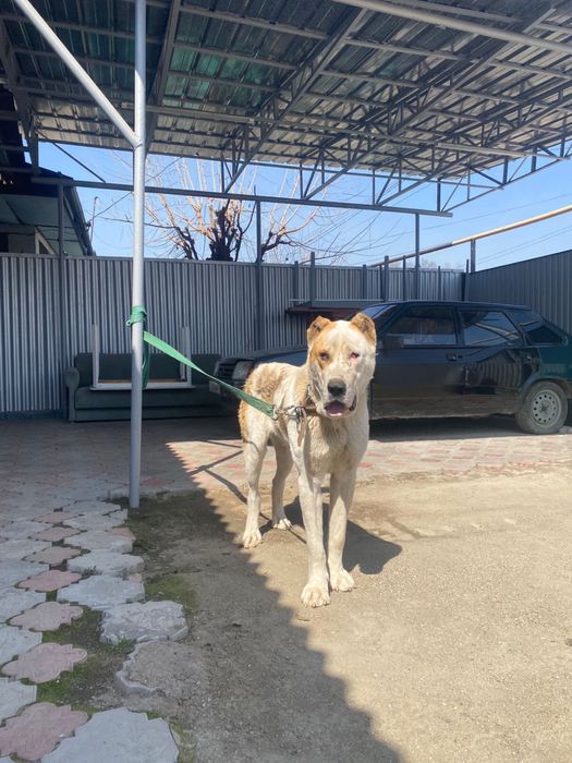 Продается алабай