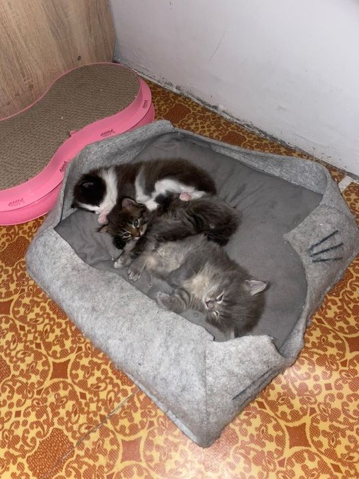 Отдам котят им месяц 3 девочки