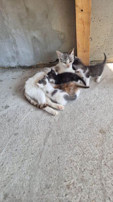Donez 4 pui de pisica si pe mama lor . Pisica nu este a mea , m am trezit cu ea si 4 puiuti pe terasa .