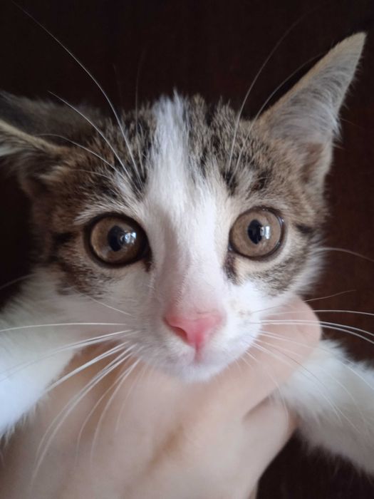 Серобелый котёнок мальчик, 3 месяца.