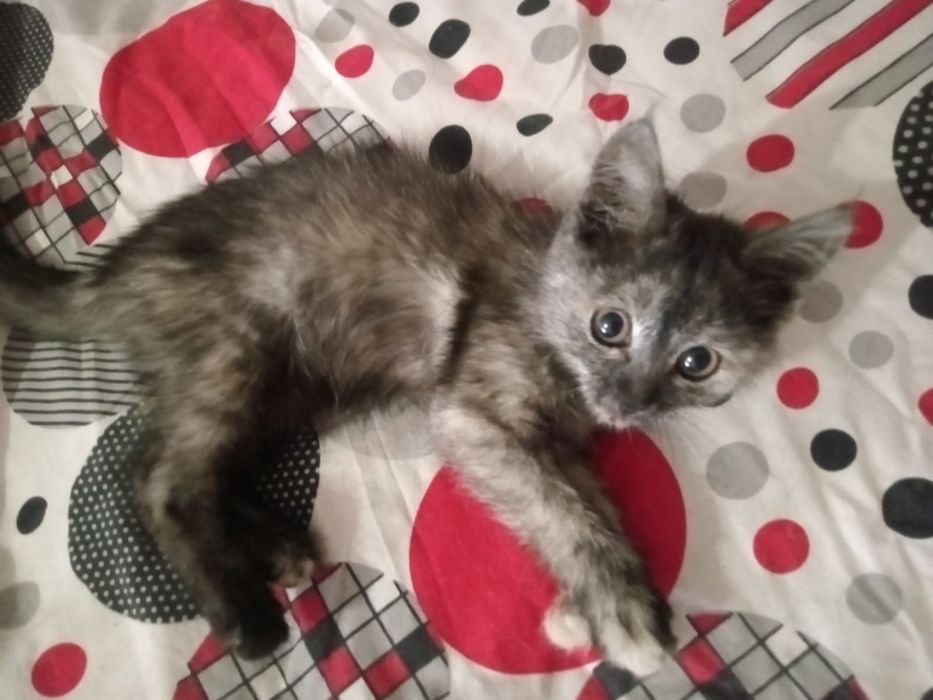 Отдам котят в добрые руки