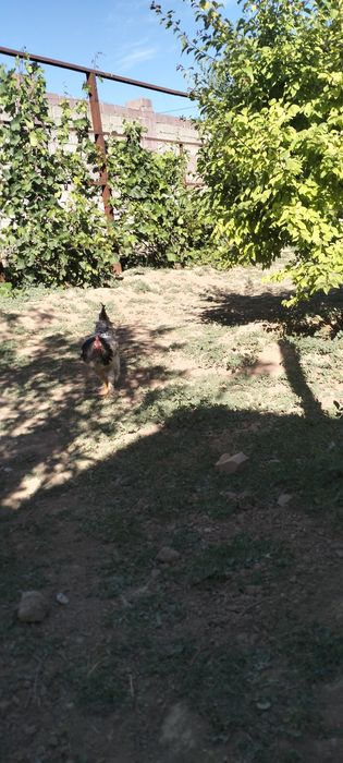 Сату қораз қолдың