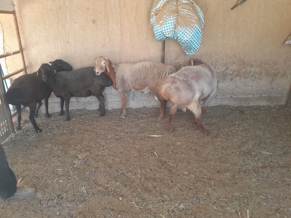 Katta katta qo'ylar sotiladi