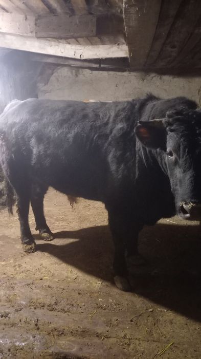 Срочно продам быка
