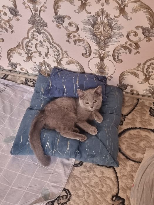 Mushuk sotiladi Skotish strayt