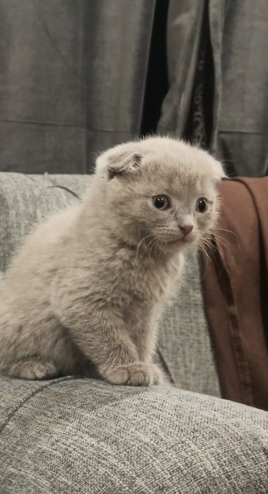 Шотландские вислоухие