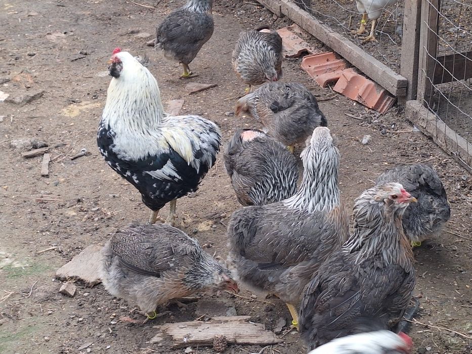 Vând ouă de la găini de rasă.