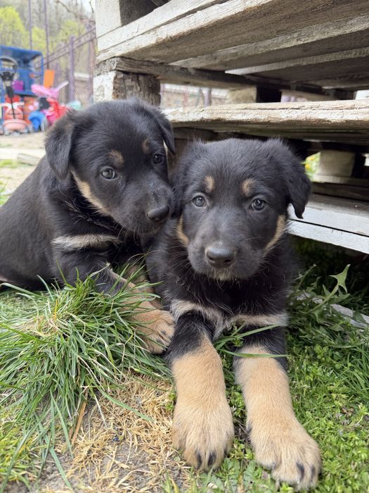 Pui Ciobănesc German deosebiți – Vaccinați și Deparazitați (Carnet Sănătate)