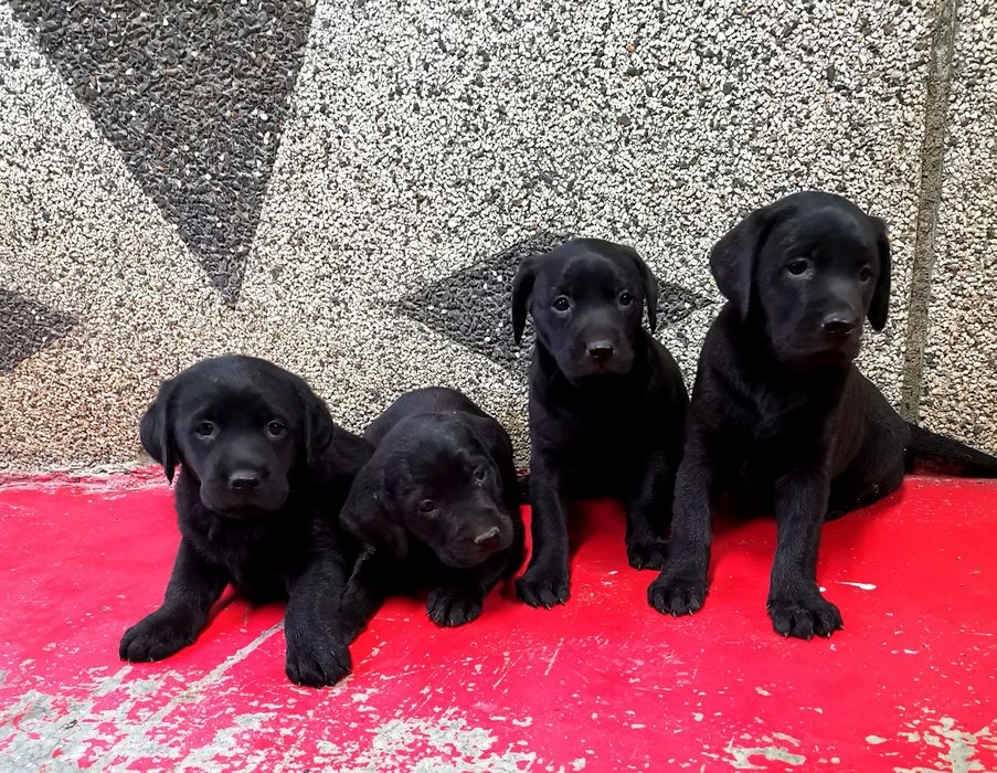 Лабрадор ретривър