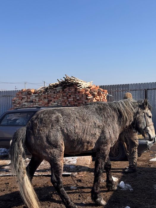 Айғыр (Жеребец) 750000