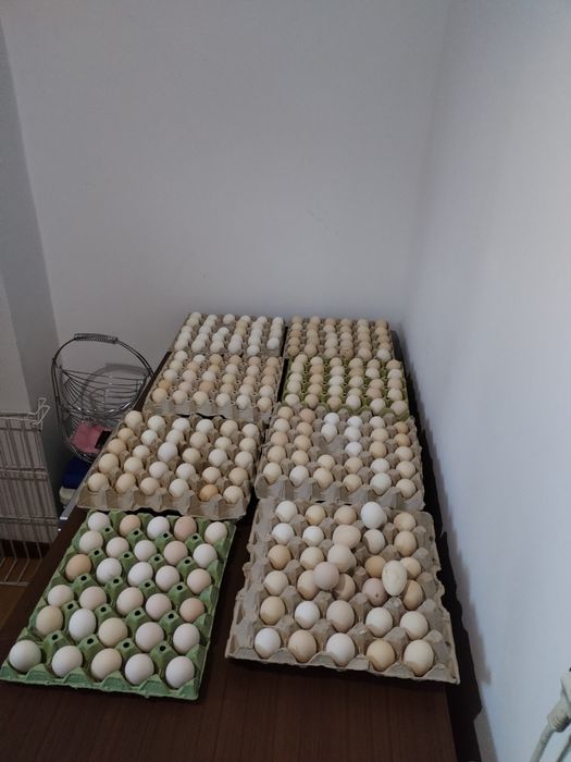 Oua pt incubat mii de flori