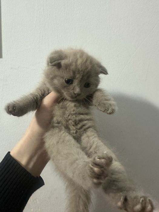 Шотландские вислоухие котята