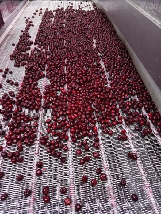 Доставка бесплатно Олча (вишня) Компот Кампот учун акция доставка теки