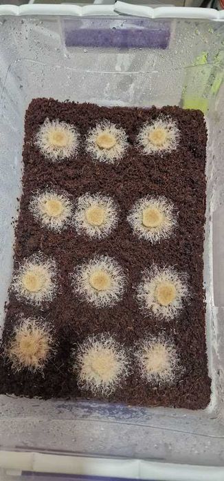 Cultura stabila de Grindal- Hrana vie pesti.