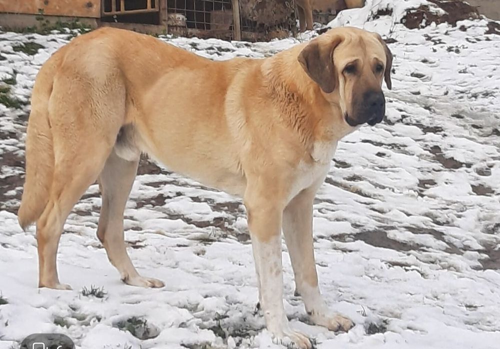 Cățeluș Malakli 7 saptamani