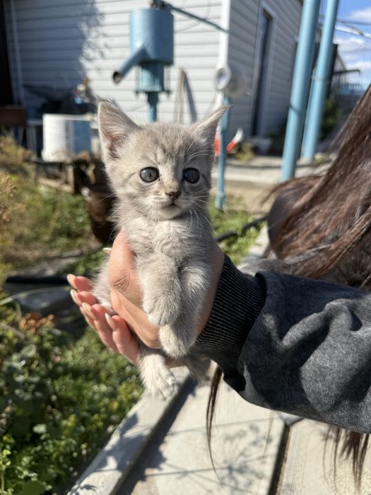 Отдам в добрые руки!