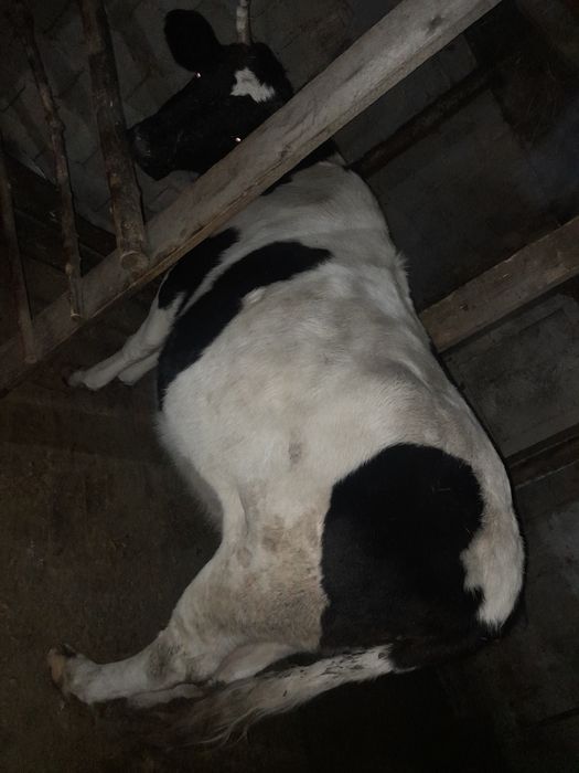 Коровы стельные молочные